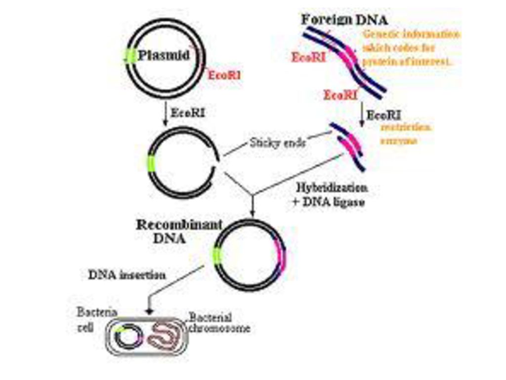 Методы введения плазмид. Общая схема молекулярного клонирования. Клонирование ДНК схема. Клонирование бактерий схема. Схема клонирования Гена.