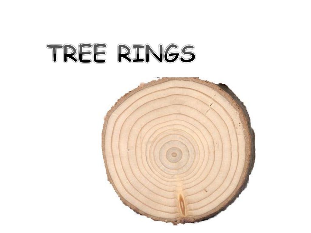 Tree-ring research may help to understand climate change - The Washington  Post