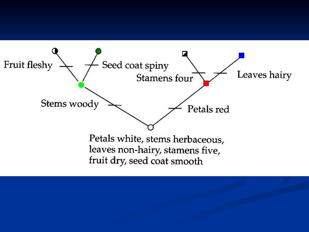 Cladistics And Molecular Systematics - Ppt Download