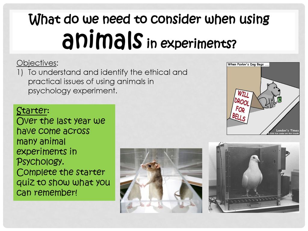 What do we need to consider when using animals in experiments? - ppt  download