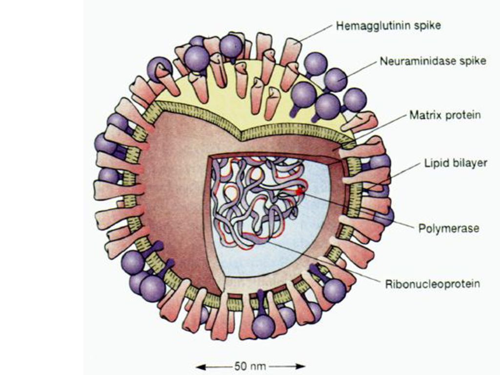 Семейство гриппа. Orthomyxoviridae строение вириона. Структура вириона ортомиксовирусов. Ортомиксовирусы микробиология строение. Возбудитель гриппа Orthomyxoviridae.