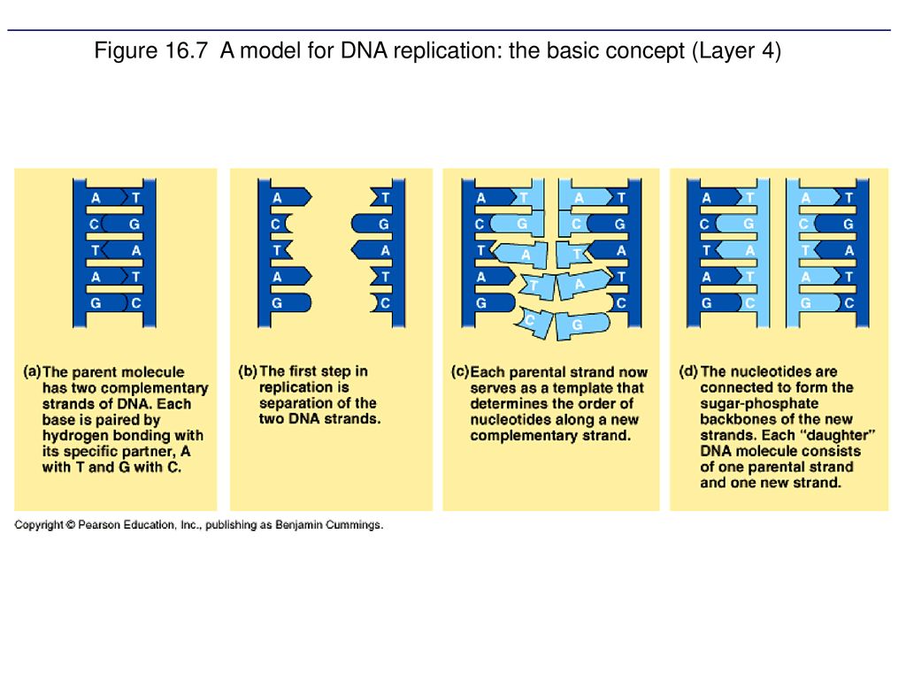 Figure 16 7 A Model For Dna Replication The Basic Concept Layer 4 Ppt Download