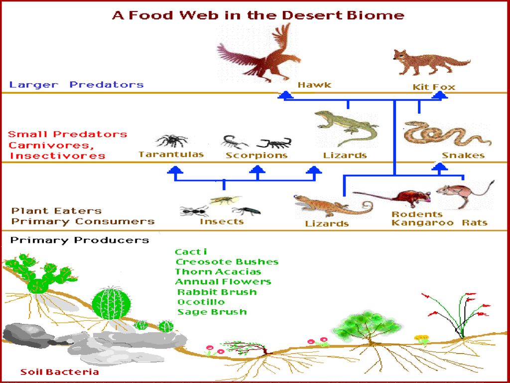 Составь цепи питания пустыни. Пищевая цепочка пустыни 9 класс. Пищевая цепочка пустыни 4 класс. Схема цепи питания пустыни. Пищевая цепь пустыни.