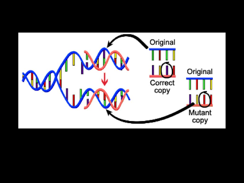 Unit 3 Notes: Cancer, Mutations, & Karyotyping. Biology Diagrams