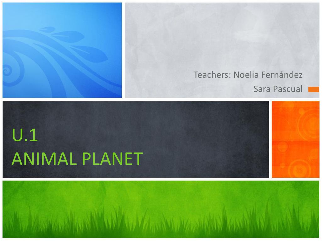  ANIMAL PLANET Teachers: Noelia Fernández Sara Pascual - ppt download