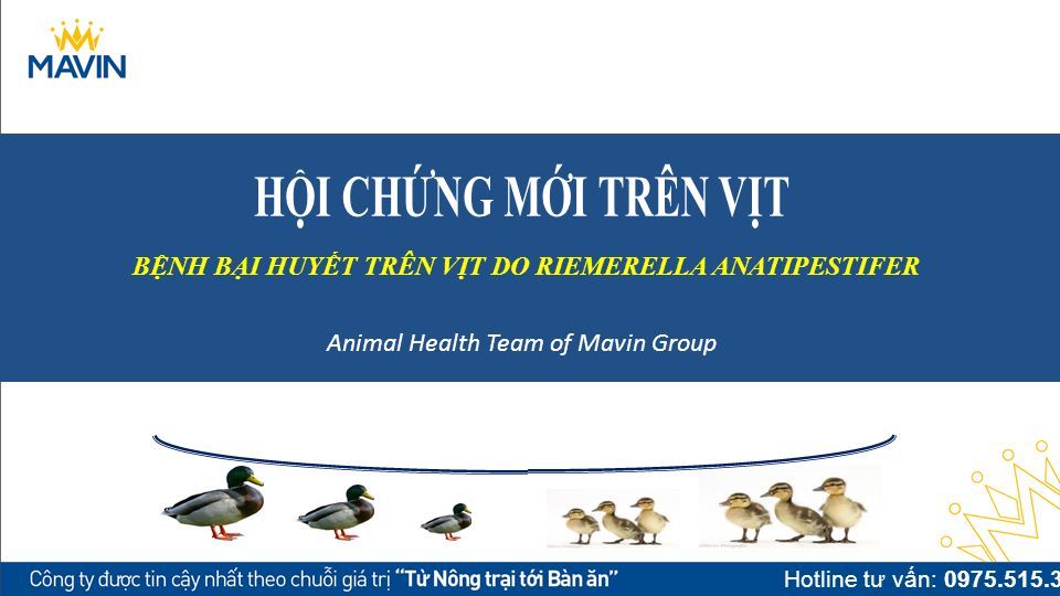 BỆNH BẠI HUYẾT TRÊN VỊT DO RIEMERELLA ANATIPESTIFER Animal Health Team of  Mavin Group Hotline tư vấn: - ppt download