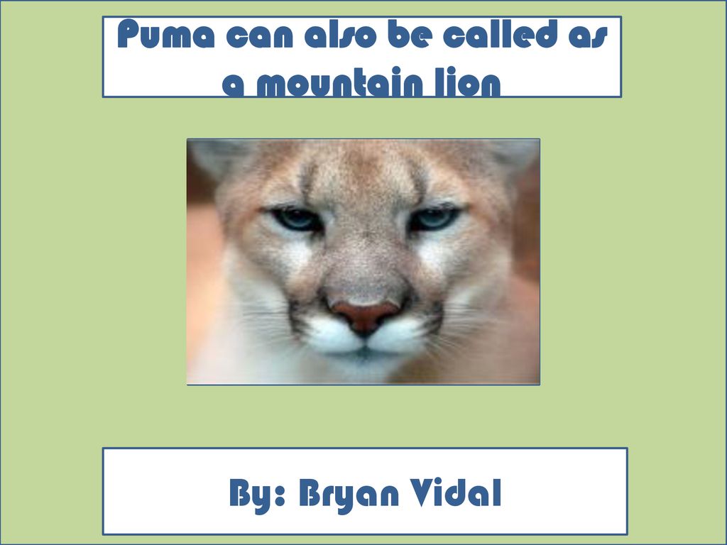 Puma can also be called as a mountain lion - ppt download