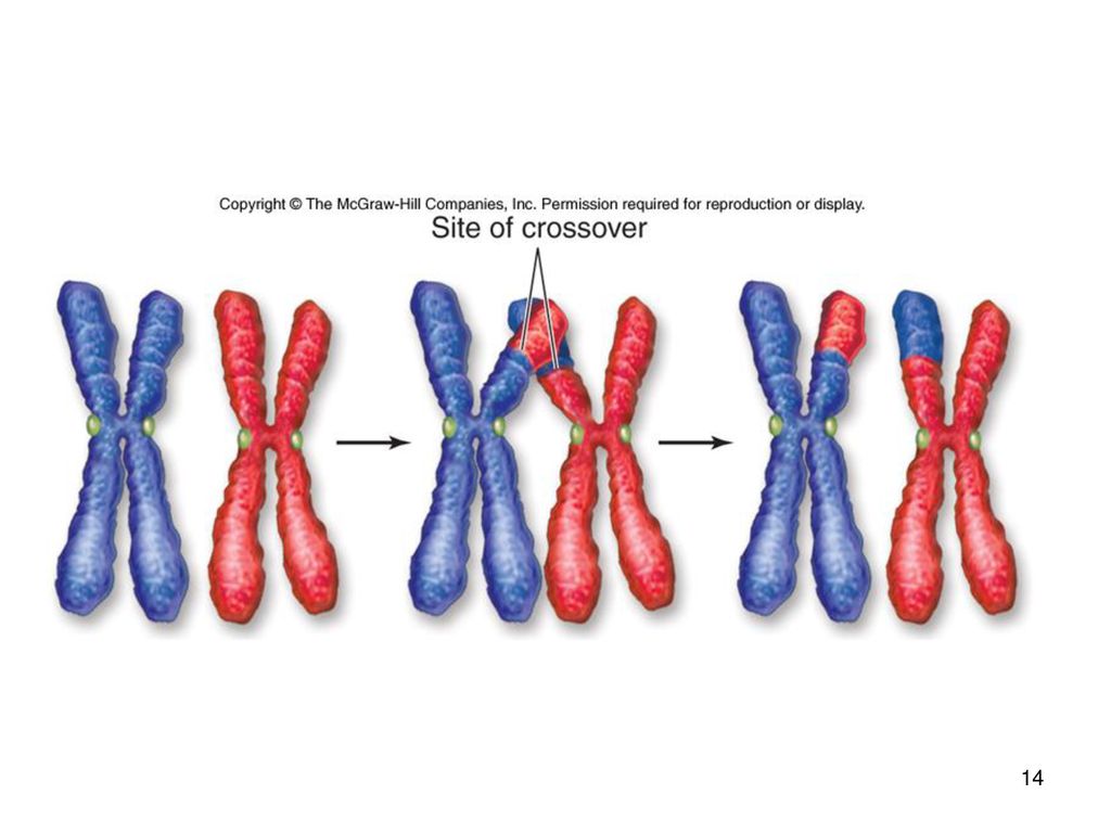 Sexual Reproduction and Meiosis Biology Diagrams