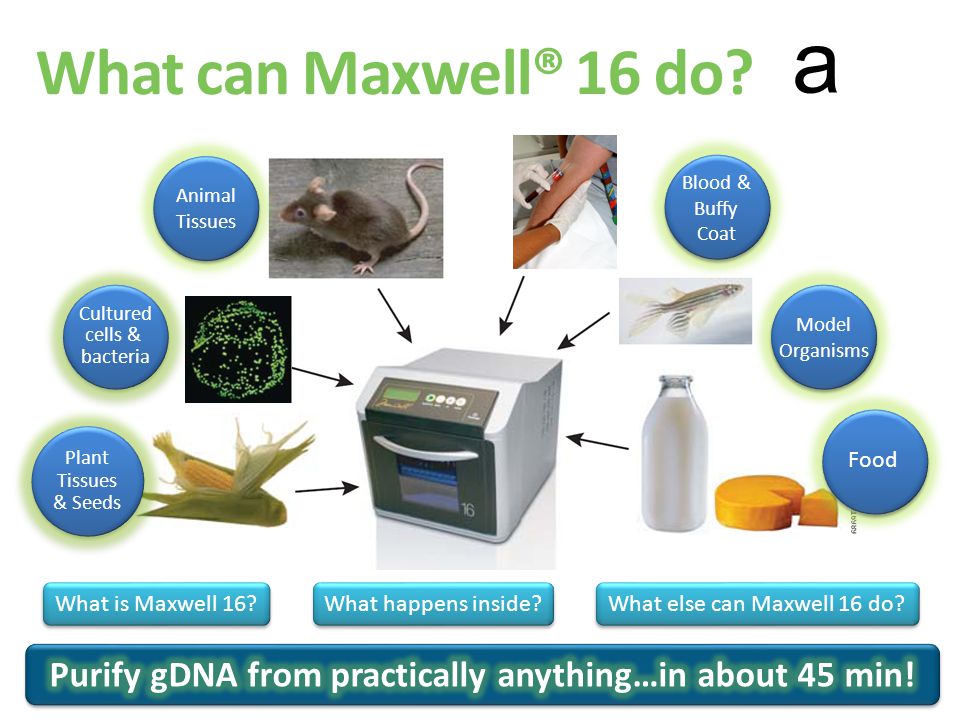 A What happens inside? What is Maxwell 16? What else can Maxwell 16 do?  Plant Tissues & Seeds Plant Tissues & Seeds Cultured cells & bacteria What  can. - ppt download