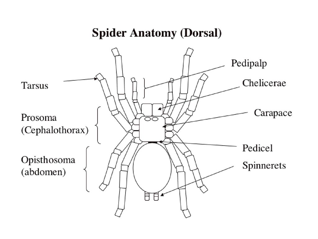 Ттд спайдер. Карапакс паука. Анатомия пауков. Просома у паука. Просома это у пауков.