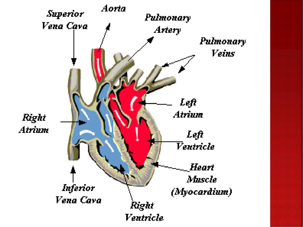 Несет кровь к предсердию. Сердечный цикл анатомия.