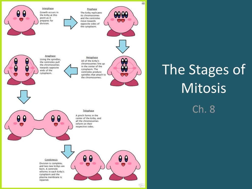 Mitosis Cartoon Stages Biology Diagrams
