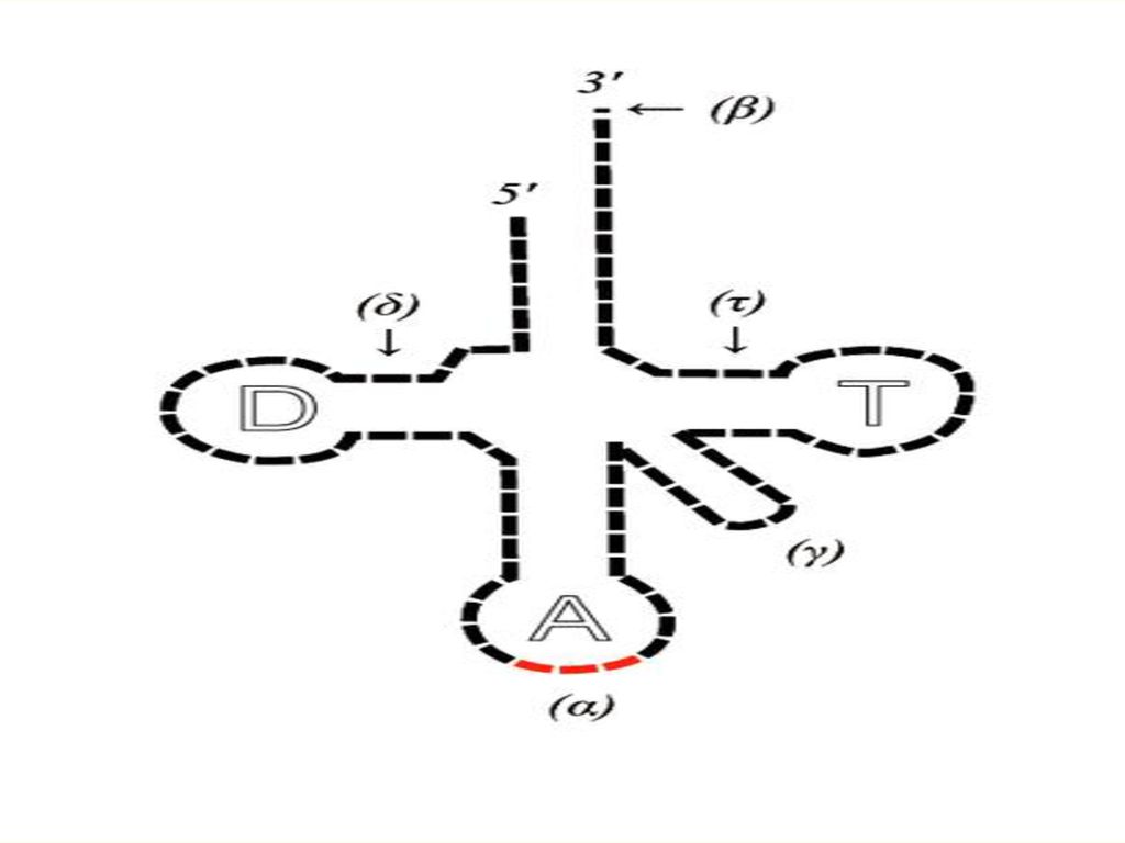 Protein Synthesis: An Overview Biology Diagrams