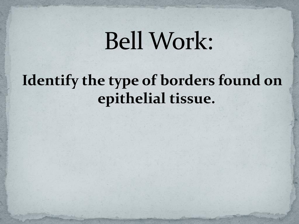 Identify the type of borders found on epithelial tissue. - ppt download