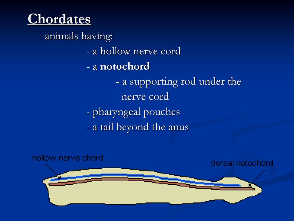 Chordates - a hollow nerve cord - a notochord - ppt download Chordates - a hollow nerve cord - a notochord - ppt download