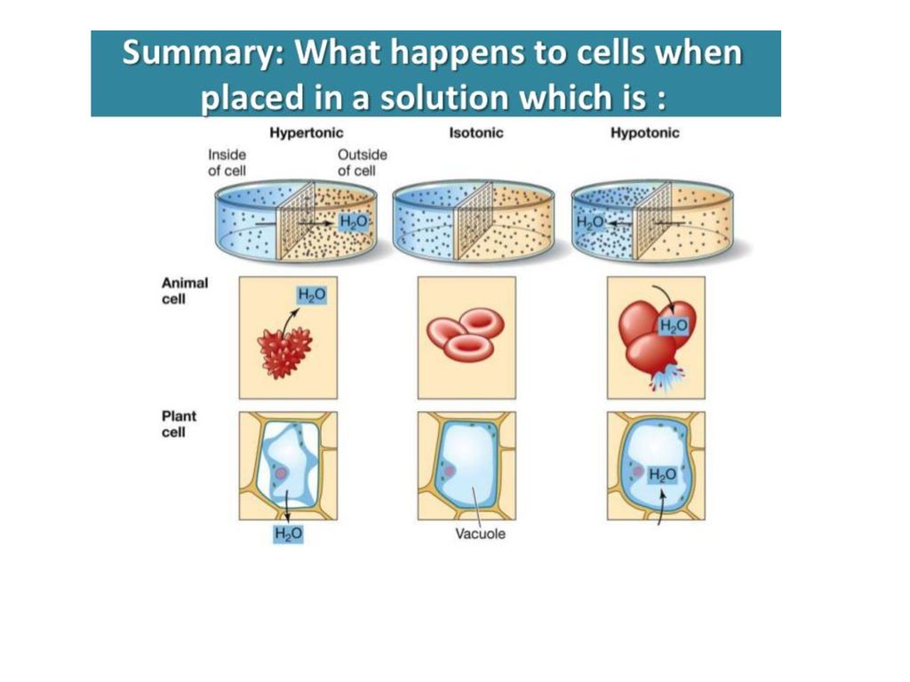 Osmosis in Plant Cells In a weak solution, water will enter the cell and  fill the vacuole. The cell membrane will push against the cell wall. - ppt  download