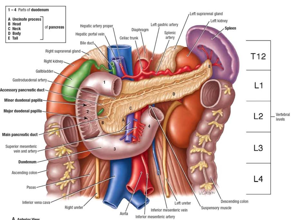 Малые размеры селезенки латынь. Анатомия поджелудочной железы Неттер. 12 Перстная кишка анатомия Неттер. Двенадцатиперстная кишка атлас анатомия.