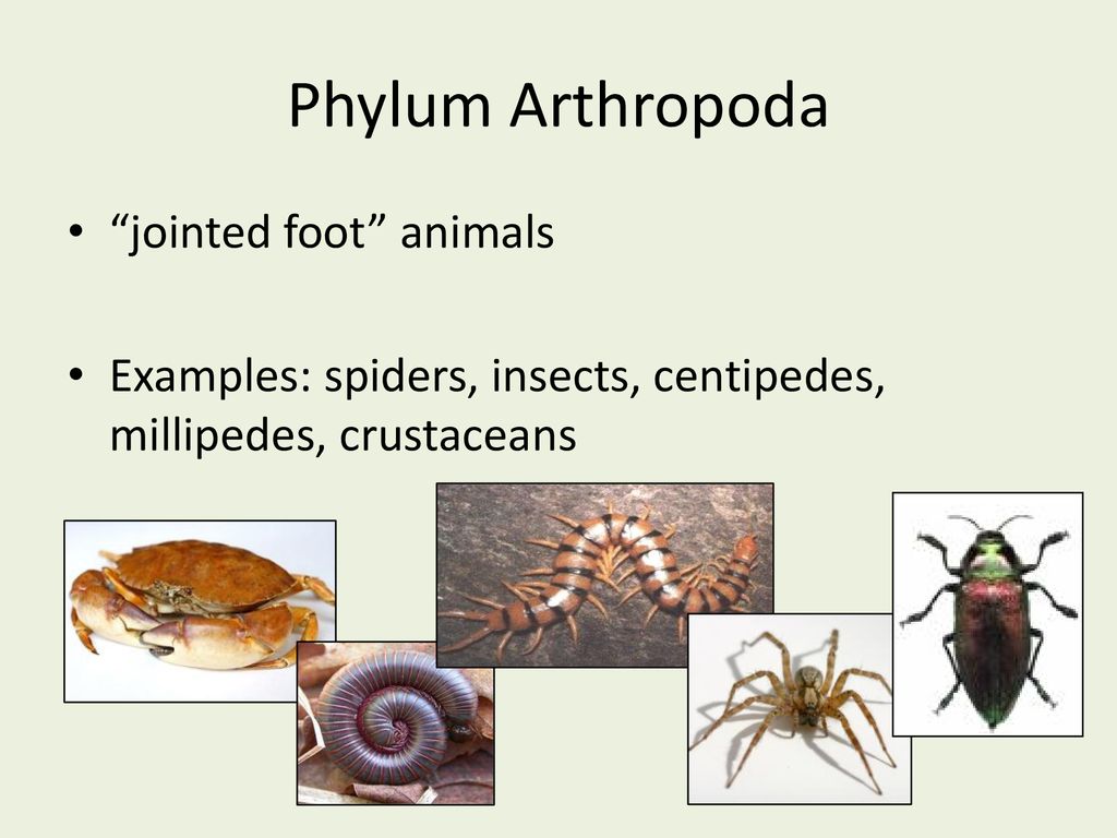 Phylum Arthropoda “jointed foot” animals - ppt download