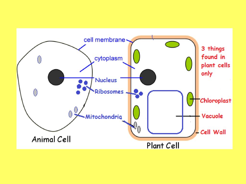 Learning Objective Describe the structure of animal and plant cells - ppt  download