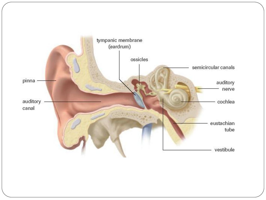 Опишите строение и работу среднего уха. Наружное ухо среднее ухо внутреннее ухо. Анатомия наружного уха и среднего уха. Строение среднего уха человека анатомия. Строение уха среднее ухо.