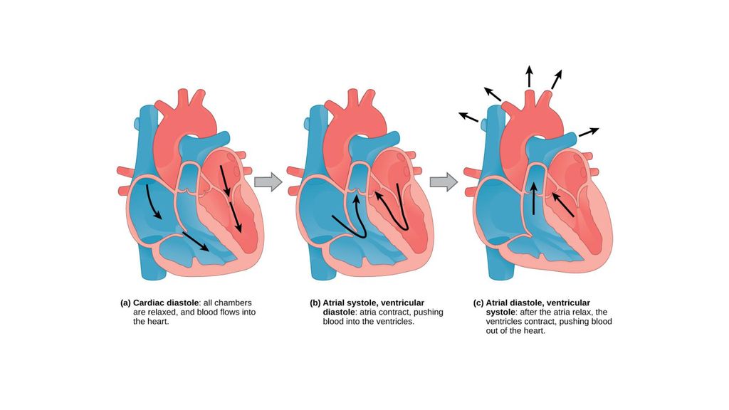 Какая кровь в предсердии. Фазы сердечного цикла схема. Цикл сердечной деятельности схема. Схема систолы и диастолы сердца. Сердечный цикл его фазы структура.