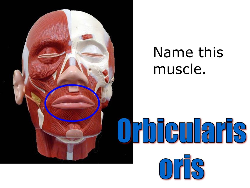 Name this muscle. Orbicularis oris. ppt download