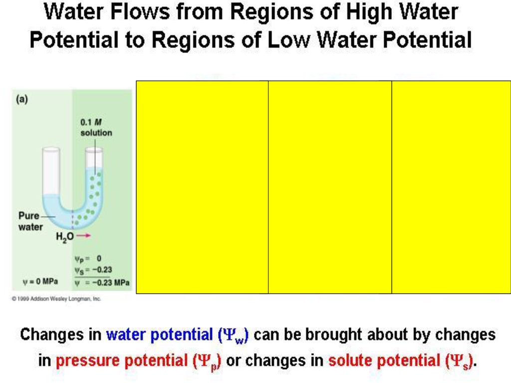 Water Potential Click. Ppt Download 