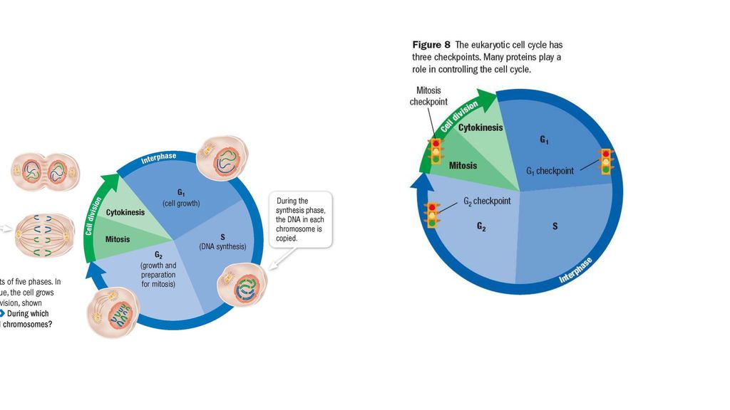 Unit 5.1 THE CELL CYCLE. Biology Diagrams