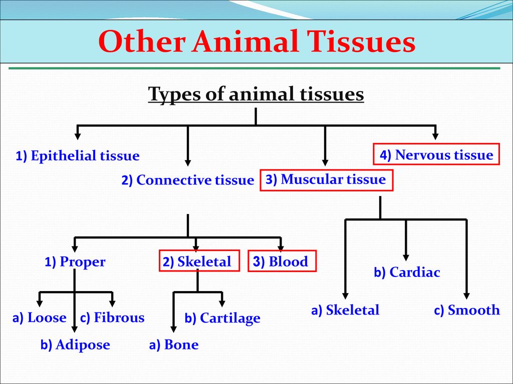 Types of animal tissues - ppt download