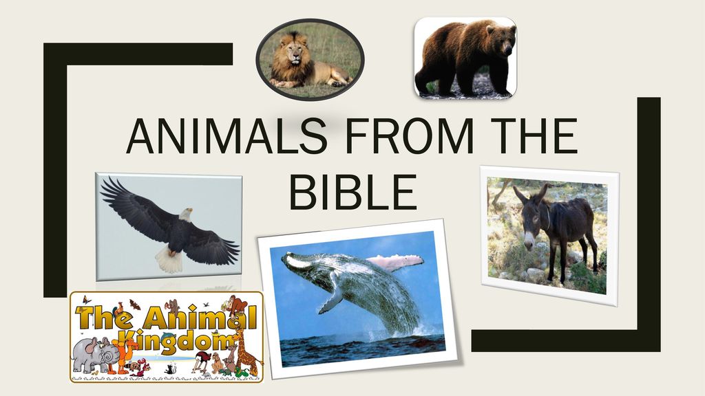Animals from the bible. - ppt download Animals from the bible. - ppt download
