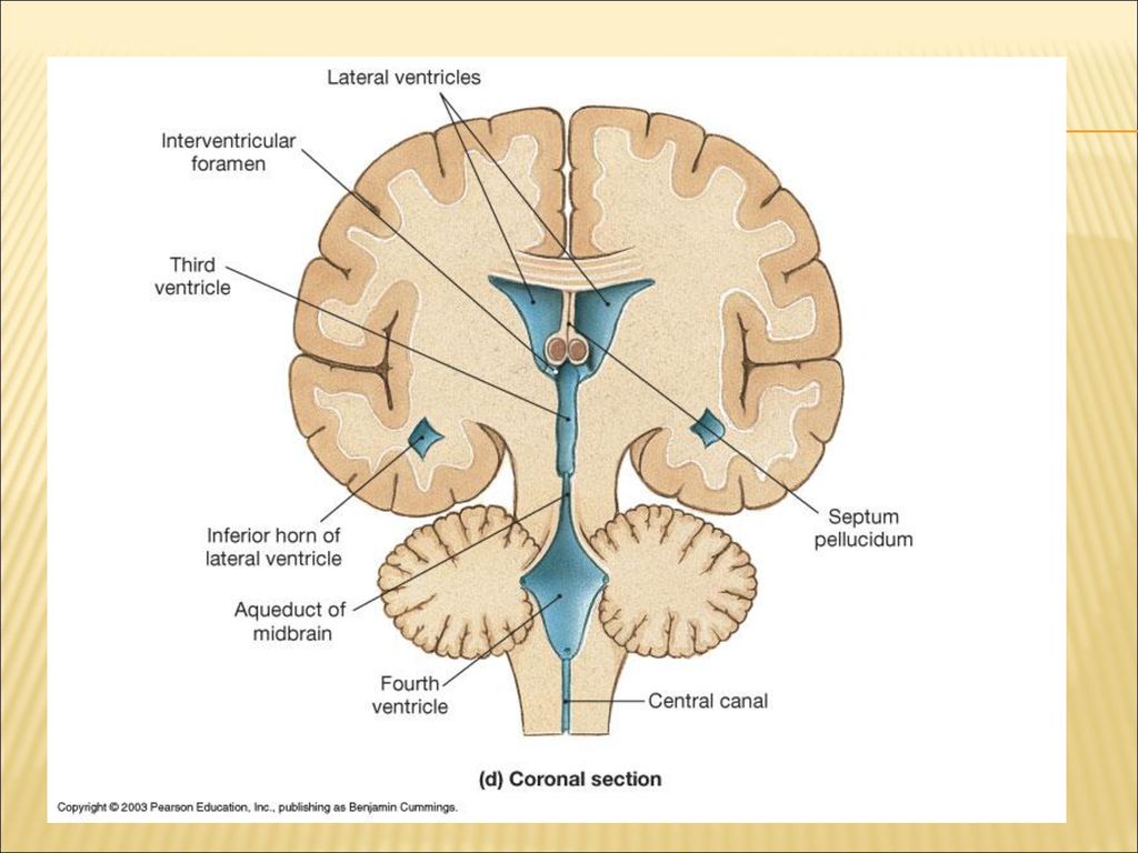 Средний мозг желудочек. Мозговые желудочки анатомия. 1 И 2 желудочки головного мозга расположены. 4 Желудочек головного мозга анатомия. Третий желудочек головного мозга анатомия строение.