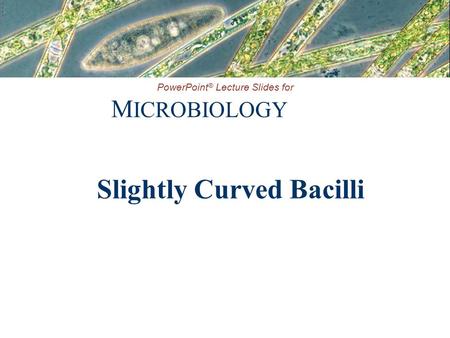 Slightly Curved Bacilli