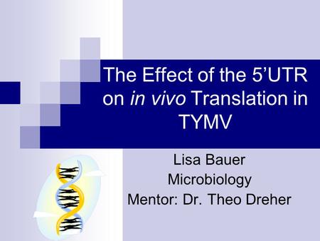 The Effect of the 5’UTR on in vivo Translation in TYMV Lisa Bauer Microbiology Mentor: Dr. Theo Dreher.