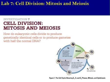 Lab 7: Cell Division: Mitosis and Meiosis. Chapter 12/13 - Cell Cycle, Meiosis, and Sexual cycles AIM: Describe how the cell cycle is regulated. Are there.