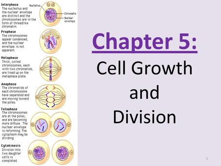 Chapter 5: Cell Growth and Division