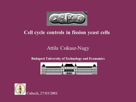 Cell cycle controls in fission yeast cells Attila Csikasz-Nagy Budapest University of Technology and Economics Caltech, 27/03/2001.