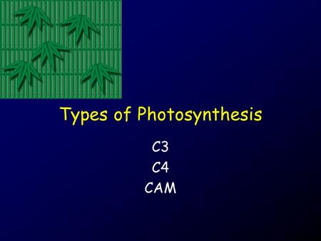 Types of Photosynthesis C3 C4 CAM. Concepts: Photosynthesis Sugar.
