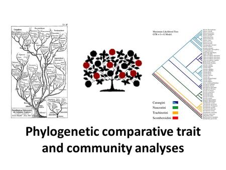 Phylogenetic comparative trait and community analyses.