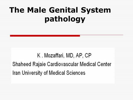 The Male Genital System pathology