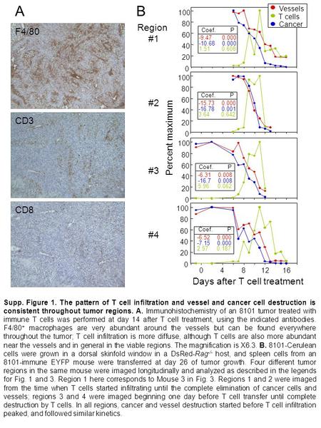 Supp. Figure 1. The pattern of T cell infiltration and vessel and cancer cell destruction is consistent throughout tumor regions. A. Immunohistochemistry.