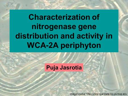 Characterization of nitrogenase gene distribution and activity in WCA-2A periphyton Puja Jasrotia Image source: