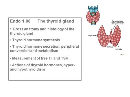 Endo 1.08 The thyroid gland Gross anatomy and histology of the thyroid gland Thyroid hormone synthesis Thyroid hormone secretion, peripheral conversion.