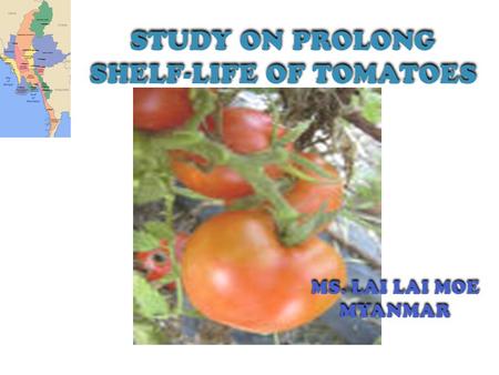 STUDY ON PROLONG SHELF-LIFE OF TOMATOES MS. LAI LAI MOE MYANMAR.