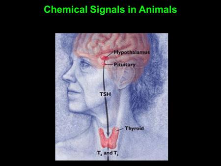 Chemical Signals in Animals. A hormone is a chemical secreted into the blood (or other body fluids) that communicates a regulatory message Secreted by.