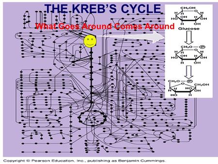 THE KREB’S CYCLE What Goes Around Comes Around. The Krebs Cycle The Krebs Cycle What Goes Around Comes Around Part 1: Preparation of Pyruvate Pyruvate.