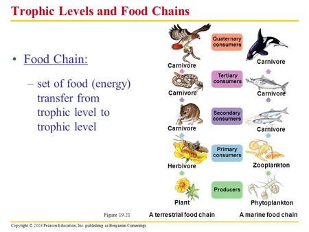 Trophic Levels and Food Chains