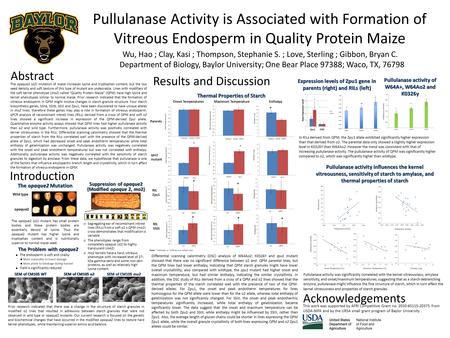 Pullulanase Activity is Associated with Formation of Vitreous Endosperm in Quality Protein Maize Wu, Hao ; Clay, Kasi ; Thompson, Stephanie S. ; Love,