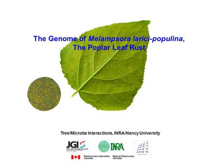 The Genome of Melampsora larici-populina, The Poplar Leaf Rust Tree/Microbe Interactions, INRA/Nancy University.