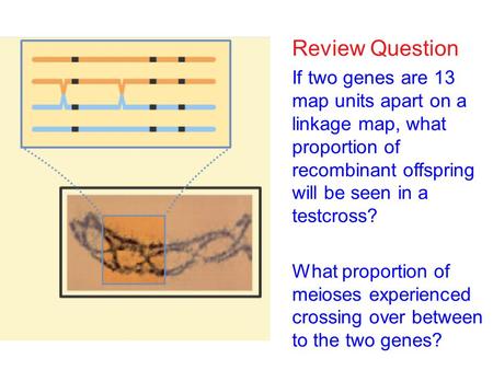 Review Question If two genes are 13 map units apart on a linkage map, what proportion of recombinant offspring will be seen in a testcross? What proportion.