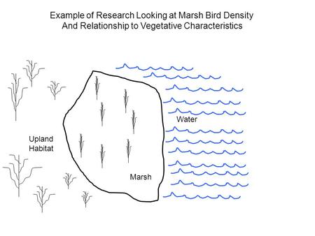 Example of Research Looking at Marsh Bird Density And Relationship to Vegetative Characteristics Upland Habitat Water Marsh.
